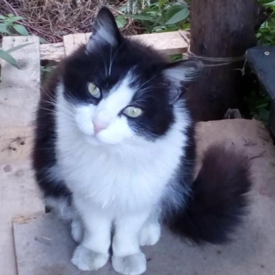 Les chats du Pont du Diable